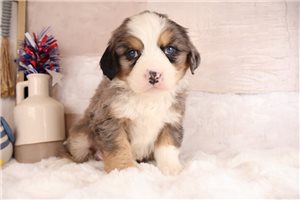 Eric - Mixed/Other for sale