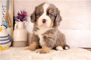 Esteban - puppy for sale