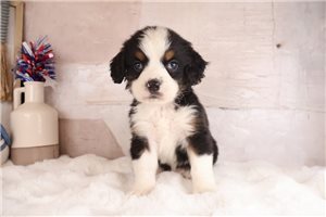 Elliott - Mixed/Other for sale
