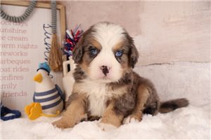 Ethan - puppy for sale
