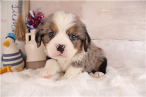 Edgar - puppy for sale