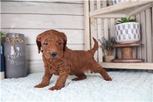 Rolf - puppy for sale