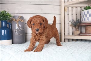 Rudolfo - puppy for sale