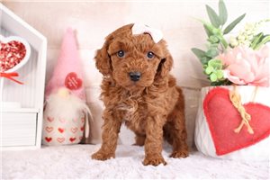Paloma - puppy for sale
