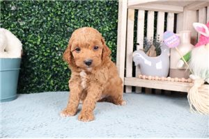 Cameron - puppy for sale