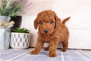 Salvatore - Goldendoodle, Mini for sale