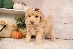 Dakota - Goldendoodle, Mini for sale