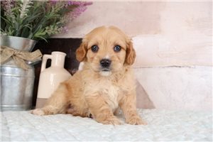 Tango - Goldendoodle, Mini for sale