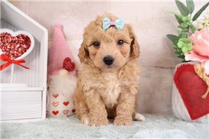 Sabine - puppy for sale