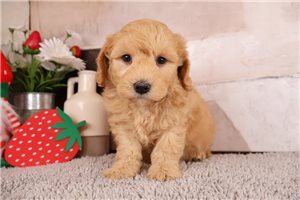 Owen - puppy for sale