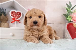 Saber - Goldendoodle, Mini for sale