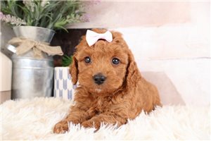 Kinsley - Goldendoodle, Mini for sale