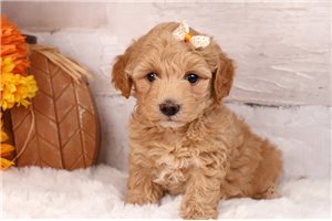 Wisteria - puppy for sale