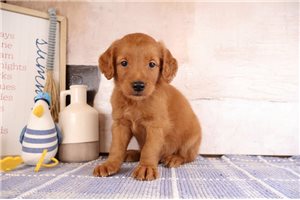 Ernie - Goldendoodle, Mini for sale