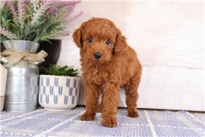 Saint - Goldendoodle, Mini for sale