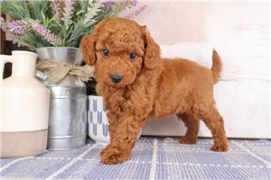 Sammy - Goldendoodle, Mini for sale