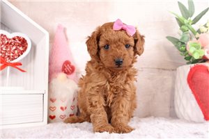 Paradise - Goldendoodle, Mini for sale