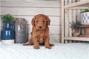 Raul - Goldendoodle, Mini for sale