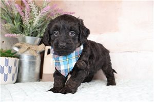 Tadeo - Goldendoodle, Mini for sale