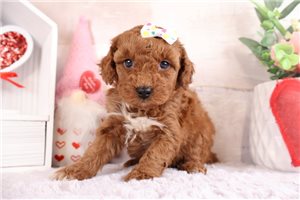 Pamela - puppy for sale