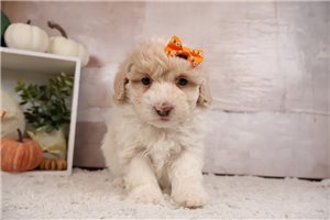 Cabaret - Goldendoodle, Mini for sale