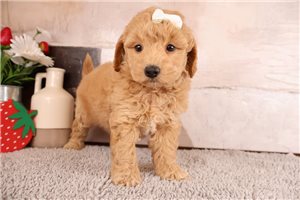 Olivia - Mini Goldendoodle for sale