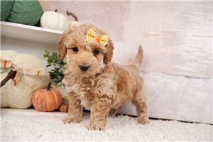 Dahlia - Goldendoodle, Mini for sale