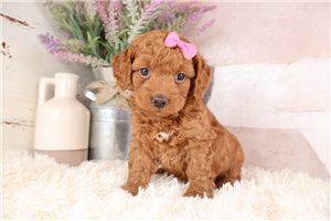 Katherine - Goldendoodle, Mini for sale