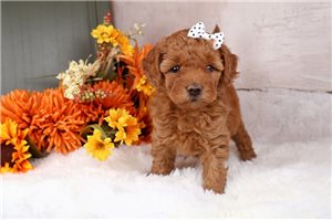 Wynette - puppy for sale