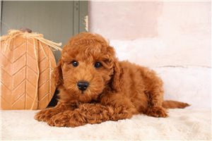 Tiki - Mini Goldendoodle for sale