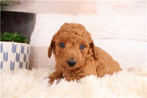 Kingston - Goldendoodle, Mini for sale
