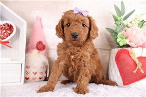 Pansy - puppy for sale