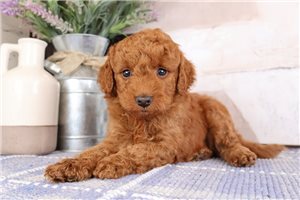 Saber - Goldendoodle, Mini for sale