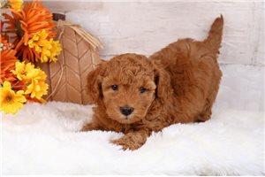 Wylie - puppy for sale