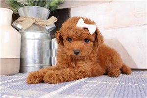 Samara - Goldendoodle, Mini for sale