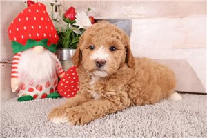 Odie - puppy for sale