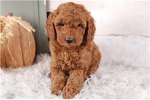 Theo - Mini Goldendoodle for sale