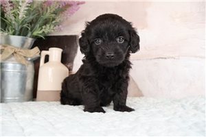 Talbot - Goldendoodle, Mini for sale