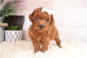 Kylie - Goldendoodle, Mini for sale