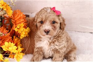 Wrigley - Mini Goldendoodle for sale