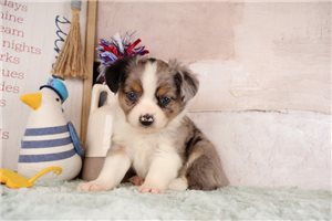 Webley - puppy for sale
