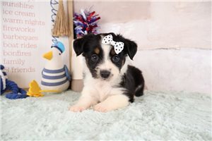 Wilma - puppy for sale