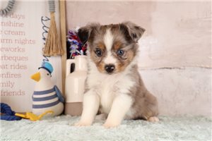 Wesson - Miniature Australian Shepherd for sale
