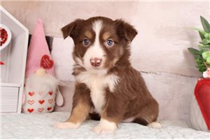 Brett - Miniature Australian Shepherd for sale