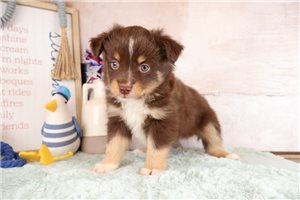 Watson - Miniature Australian Shepherd for sale