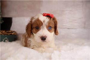 Madison - Mixed/Other for sale