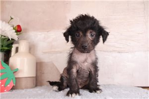 Reid - Mixed/Other for sale