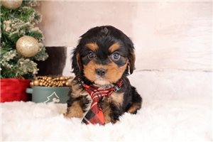 Mikey - Mixed/Other for sale