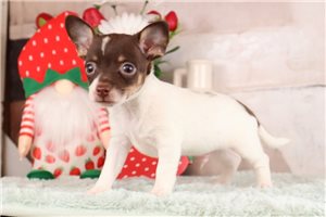 Perry - Mixed/Other for sale