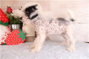 Reggie - Mixed/Other for sale